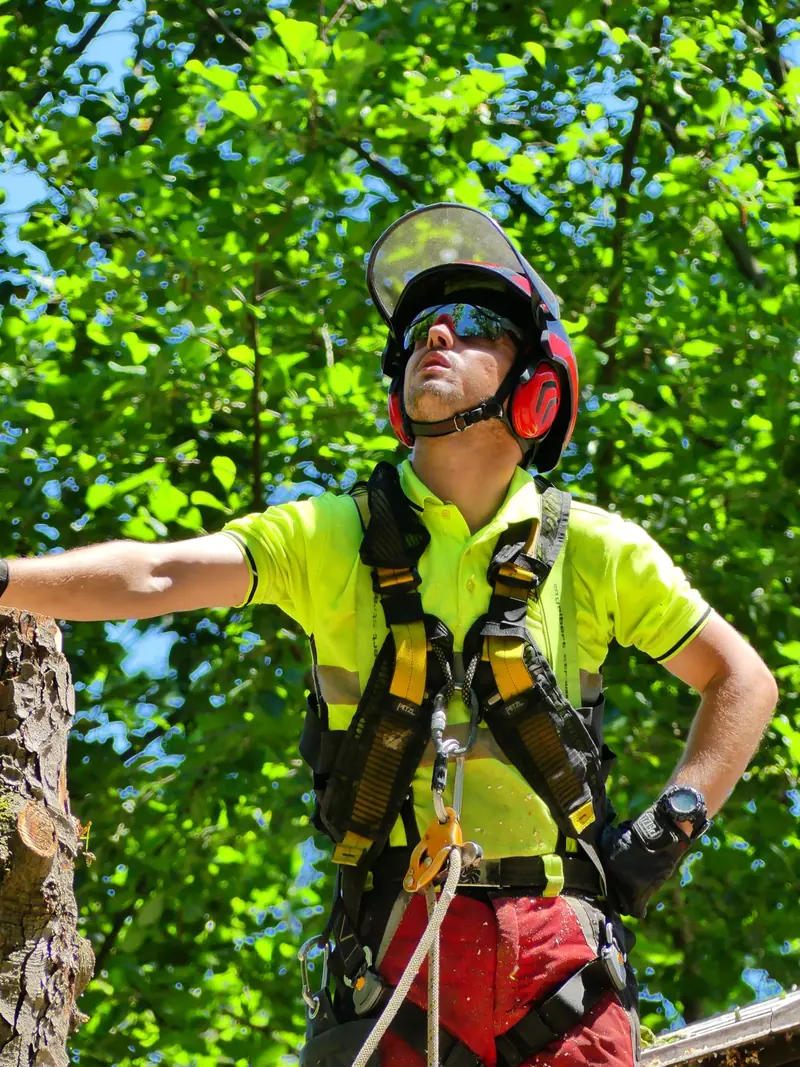 Arborista na stablu
