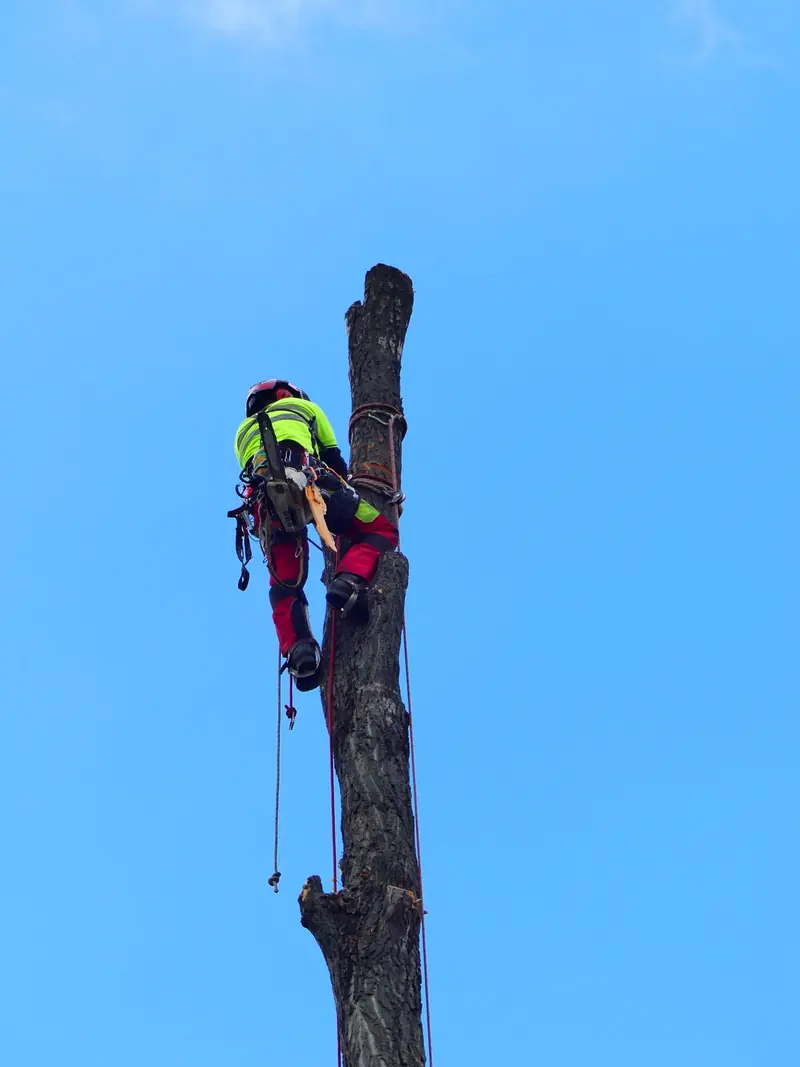 Arborista uklanja deblo posle nevremena