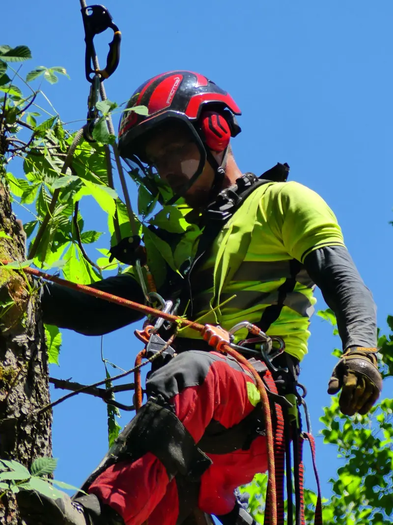 Arborista u sistemu