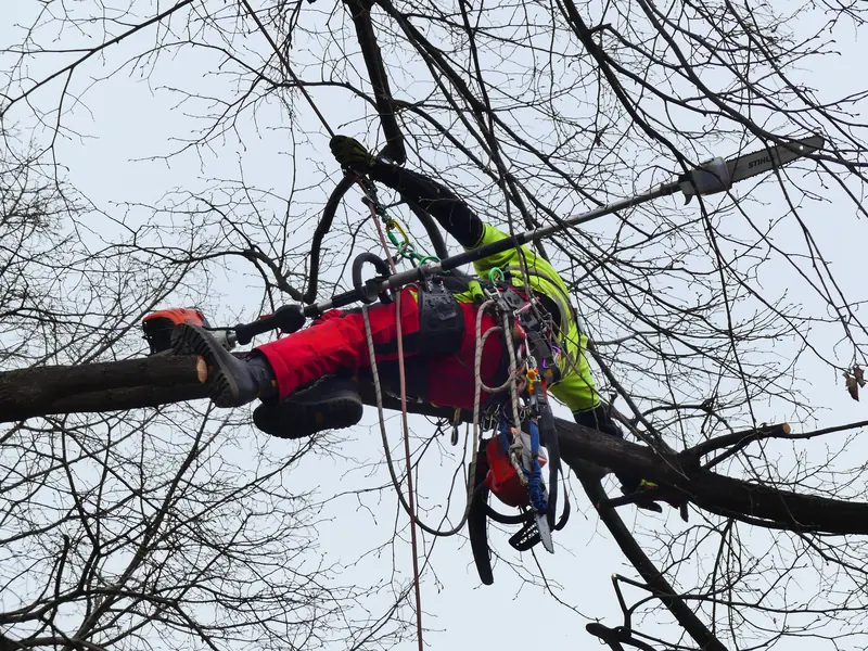 Arborista u krošnji