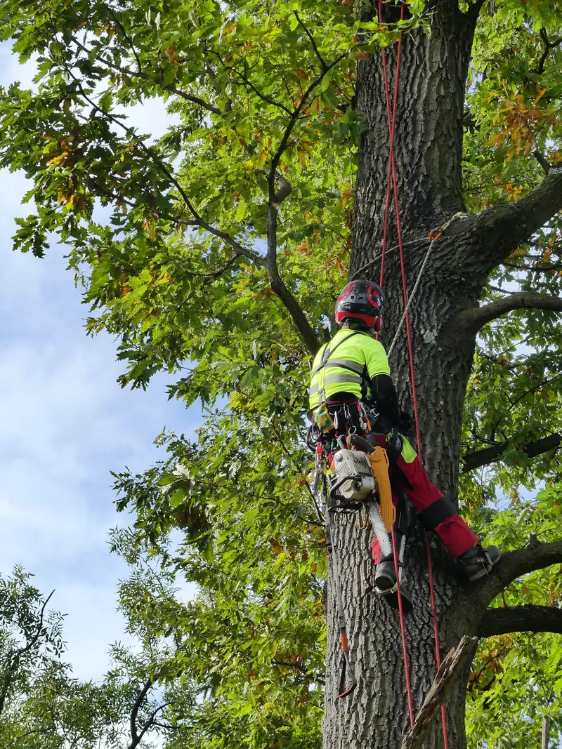Arborista pregleda krošnju hrasta