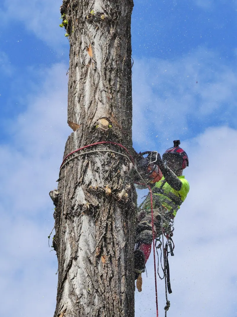 Arborista na vrhu debla tokom segmentne seče